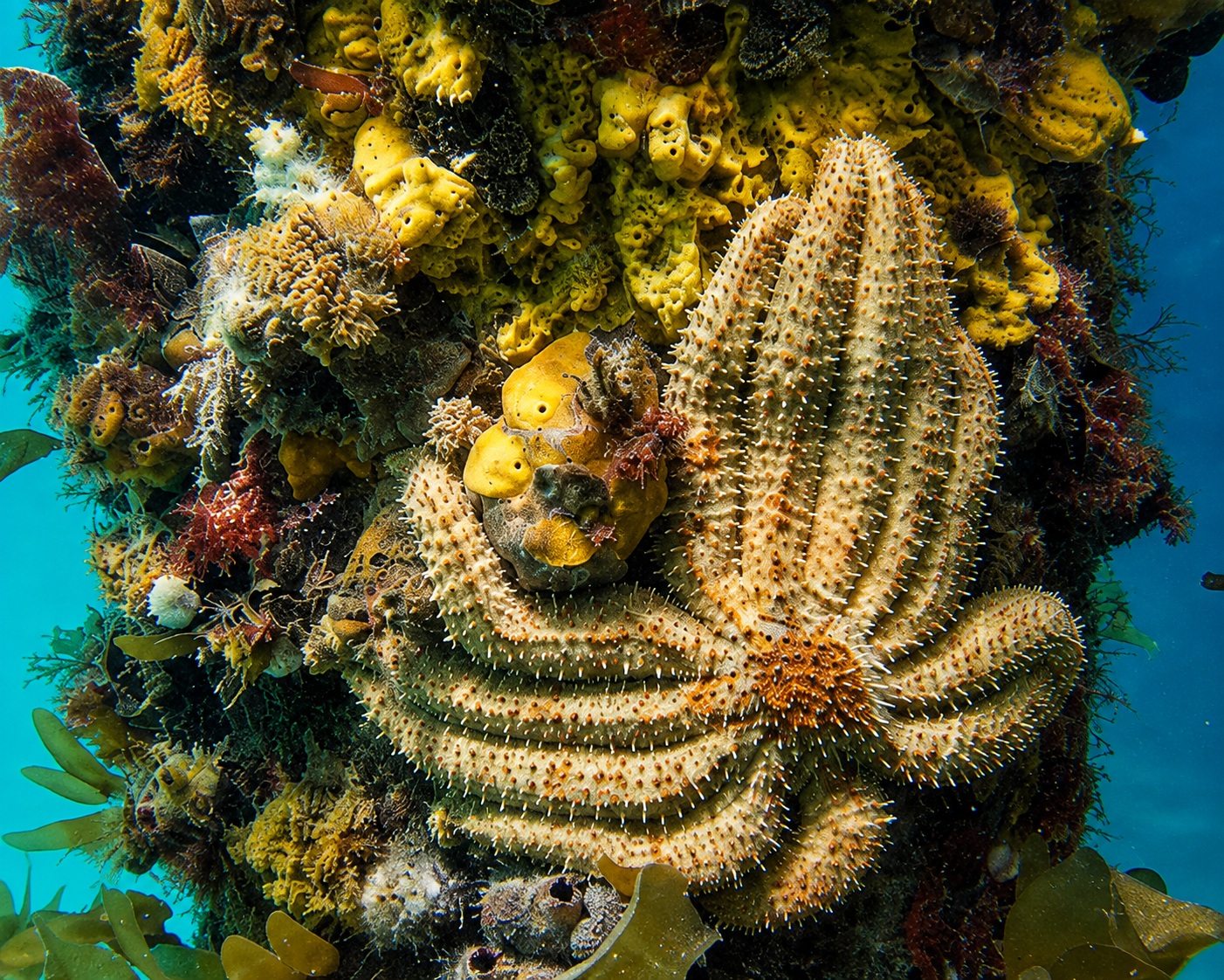 Detailed underwater image of a starfish and marine growth